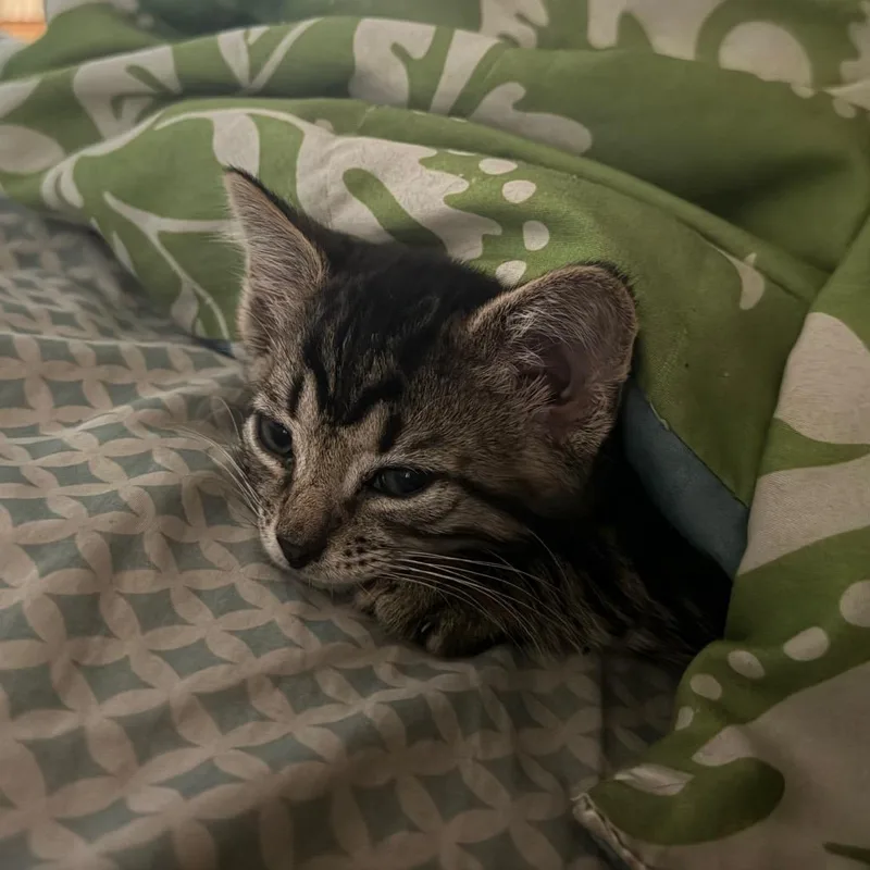 A baby small-sized male Brown / Chocolate Domestic Short Hair cat named Zion for adoption in Enfield, NH