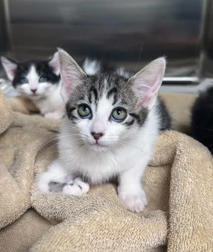 A baby small-sized male Domestic Short Hair cat named Uriah for adoption in Westland, MI