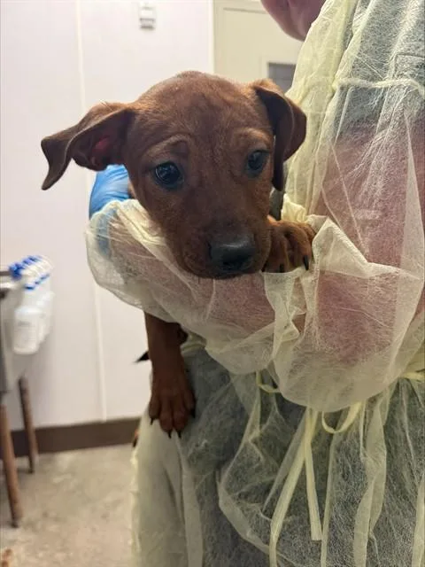 A baby small-sized male German Shepherd Dog dog named Oolong for adoption in Tucson, AZ