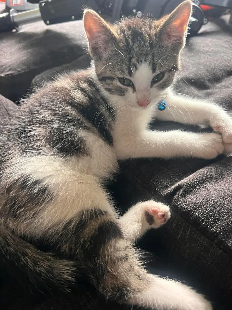 A baby small-sized male Domestic Short Hair cat named Osiris for adoption in Milwaukee, WI