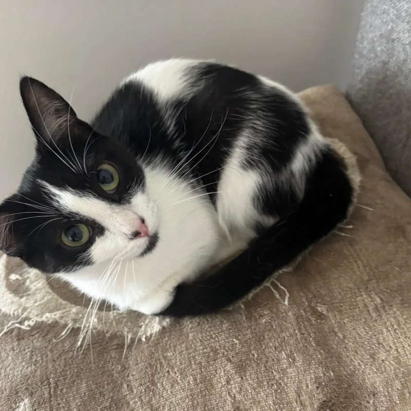 An adult medium-sized male Black & White / Tuxedo Domestic Short Hair cat named Oreo for adoption in Easley, SC