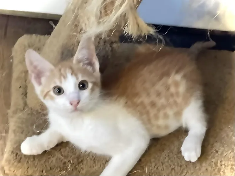 A baby medium-sized male Orange & White Domestic Short Hair cat named Crunch Berries for adoption in Monson, MA