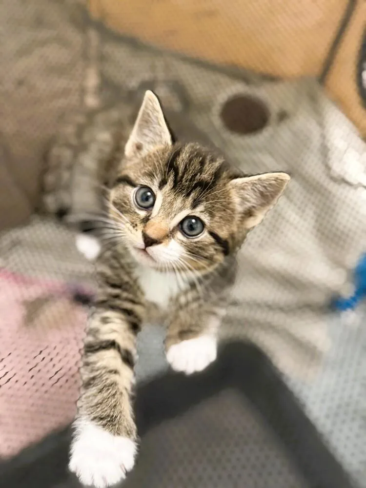 A baby small-sized male Domestic Short Hair cat named Toby for adoption in Mooresville, NC