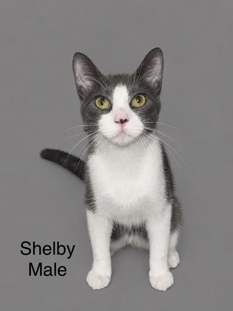Shelby thumbnail 3