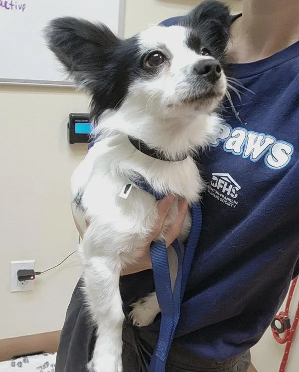 A young small-sized male Chihuahua dog named Zeus for adoption in Kennewick, WA