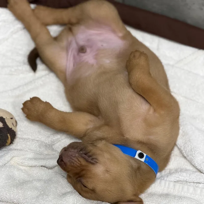 A baby medium-sized male Red / Chestnut / Orange Labrador Retriever dog named Oliver for adoption in Wellington, FL