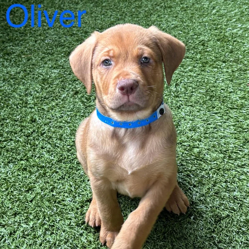 Oliver thumbnail 5
