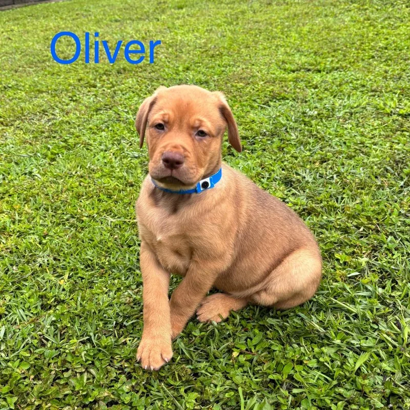 Oliver thumbnail 6