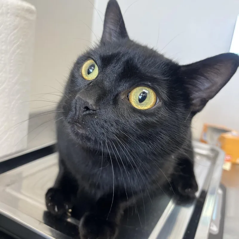 A young large-sized male Black Domestic Short Hair cat named Goose for adoption in Columbiana, AL