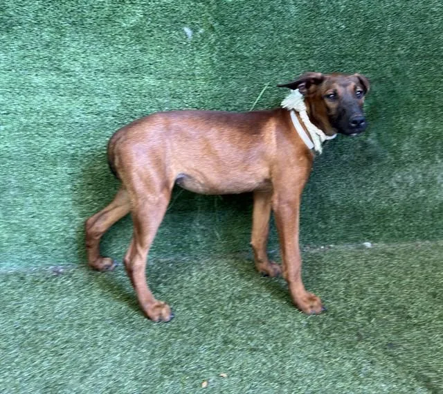 A baby small-sized female German Shepherd Dog dog named Olivia for adoption in Lancaster, CA