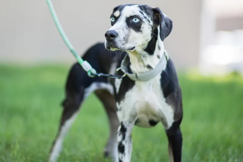 A young large-sized female Catahoula Leopard Dog dog named Steph Curry for adoption in Kalamazoo, MI