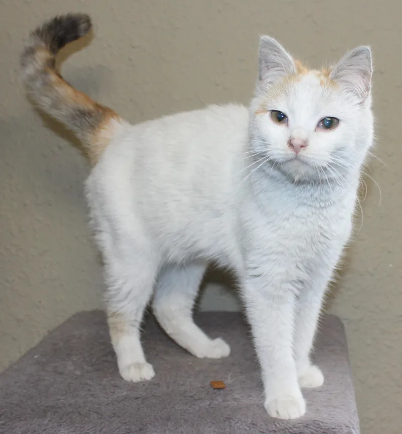 A young medium-sized female White Domestic Short Hair cat named Pixie for adoption in Huron, SD