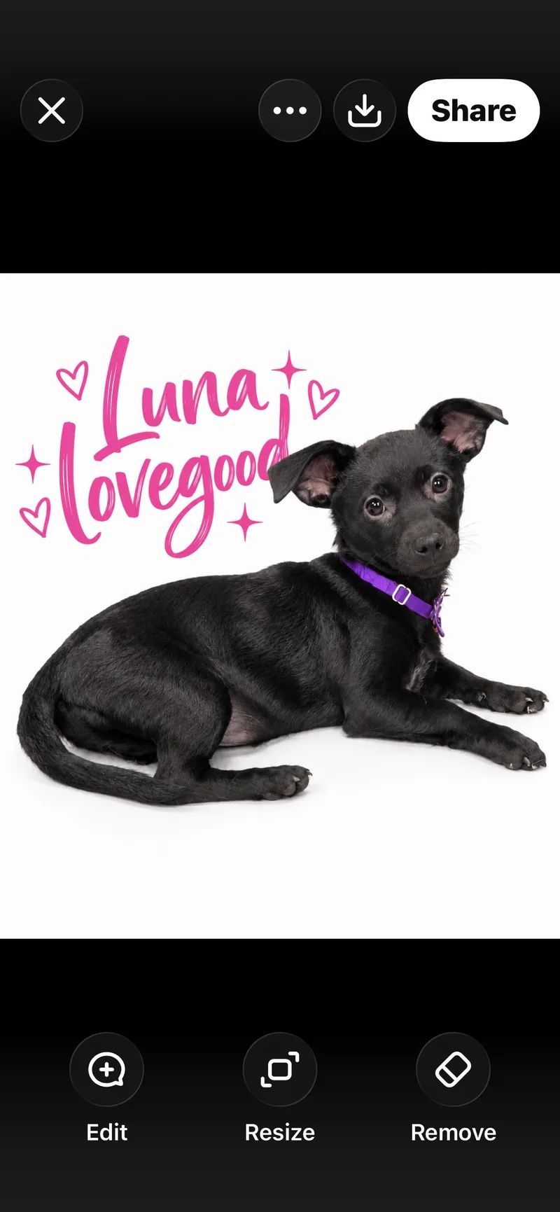 A young small-sized female Chiweenie dog named Sirius and luna for adoption in warrenville, SC