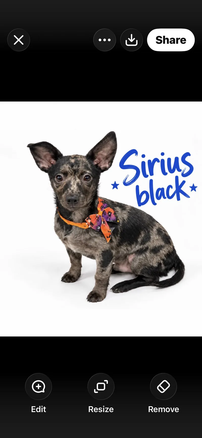 Sirius and luna thumbnail 3