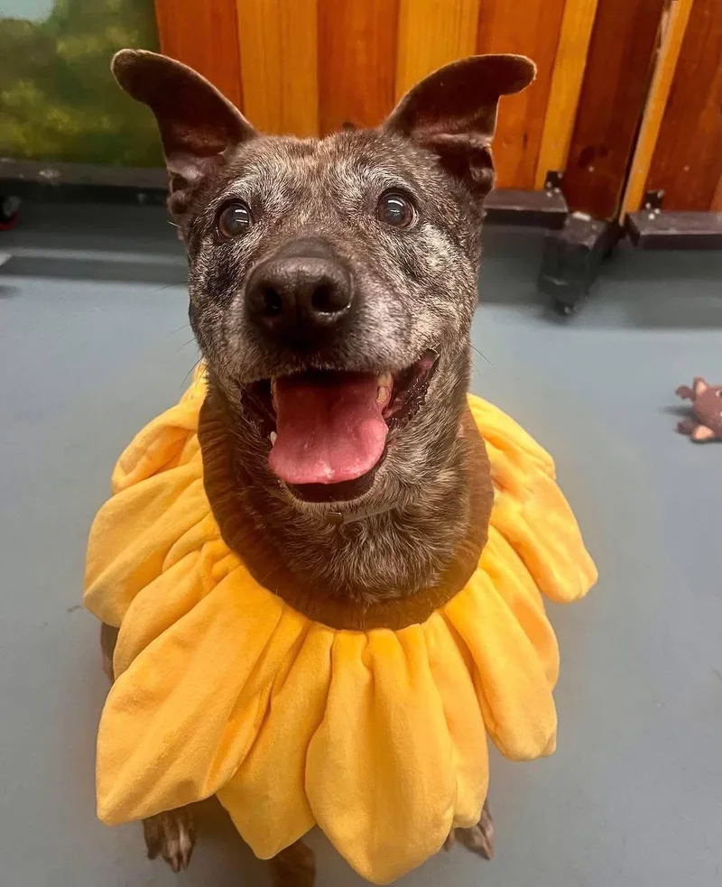 An adult medium-sized female Brindle Labrador Retriever dog named Morgan for adoption in Mooresville, NC