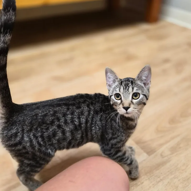 A young small-sized male Gray / Blue / Silver Domestic Short Hair cat named Kai for adoption in Woodstock, IL