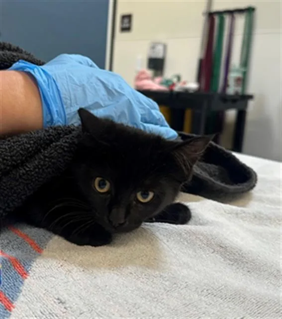 A baby small-sized female Domestic Medium Hair cat named Tabitha for adoption in San Luis Obispo, CA