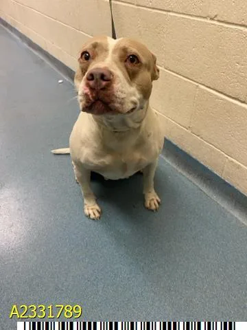 An adult large-sized female Mixed Breed dog named Lainey for adoption in West Palm Beach, FL