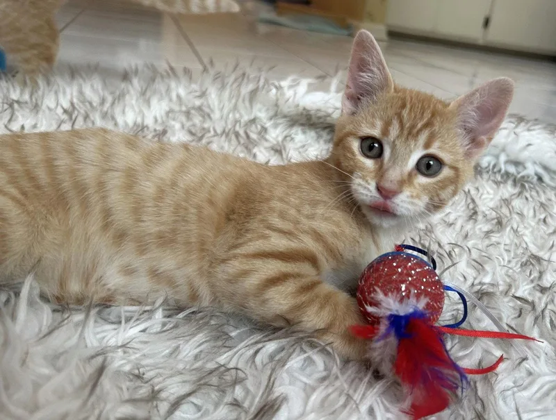 A baby medium-sized male Orange / Red Domestic Short Hair cat named Duck for adoption in Shawnee, KS
