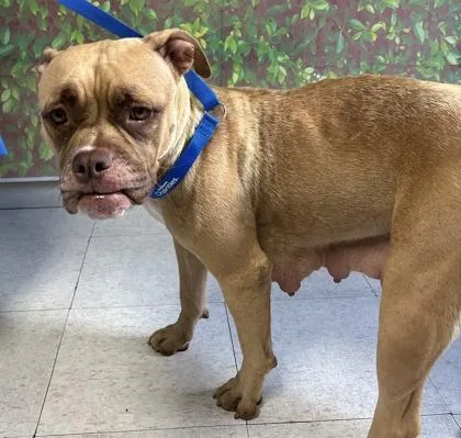 An adult large-sized female American Bulldog dog named Carolina for adoption in San Antonio, TX