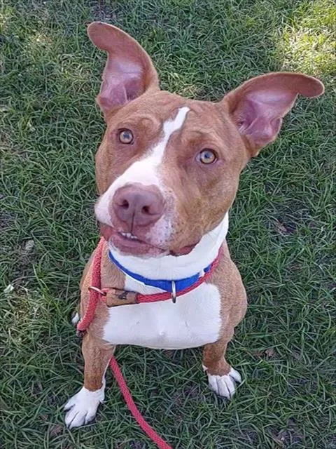 A young large-sized male American Staffordshire Terrier dog named Dice for adoption in Fort Lauderdale, FL
