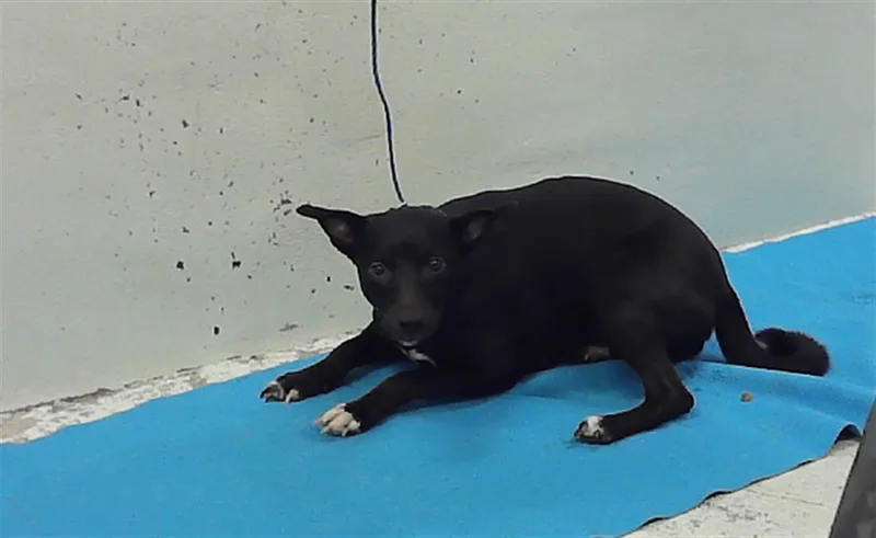 A young medium-sized female Labrador Retriever dog named Jem for adoption in Houston, TX
