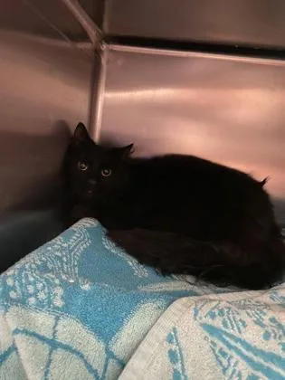 An adult large-sized male Domestic Long Hair cat named Langdon for adoption in Seattle, WA