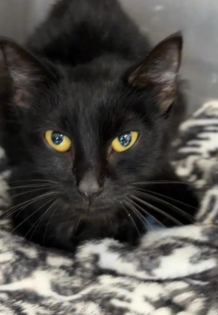 A baby small-sized female Domestic Short Hair cat named Lucy for adoption in Clarksville, TN