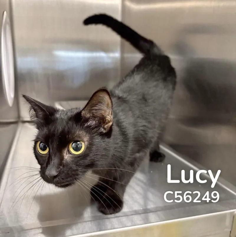 Lucy thumbnail 2