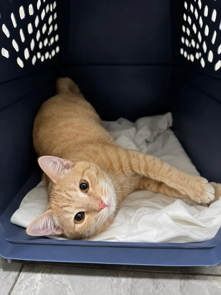 A baby medium-sized male Domestic Short Hair cat named Thomas Jefferson IL for adoption in Fort Lupton, CO