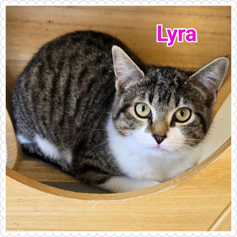 A baby medium-sized female Domestic Short Hair cat named Lyra for adoption in North Saint Paul, MN