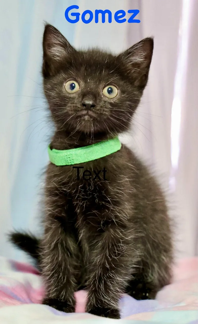 A baby medium-sized male Black Domestic Short Hair cat named Gomez for adoption in Reston, VA