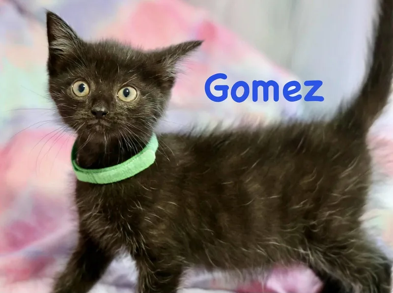 Gomez thumbnail 2