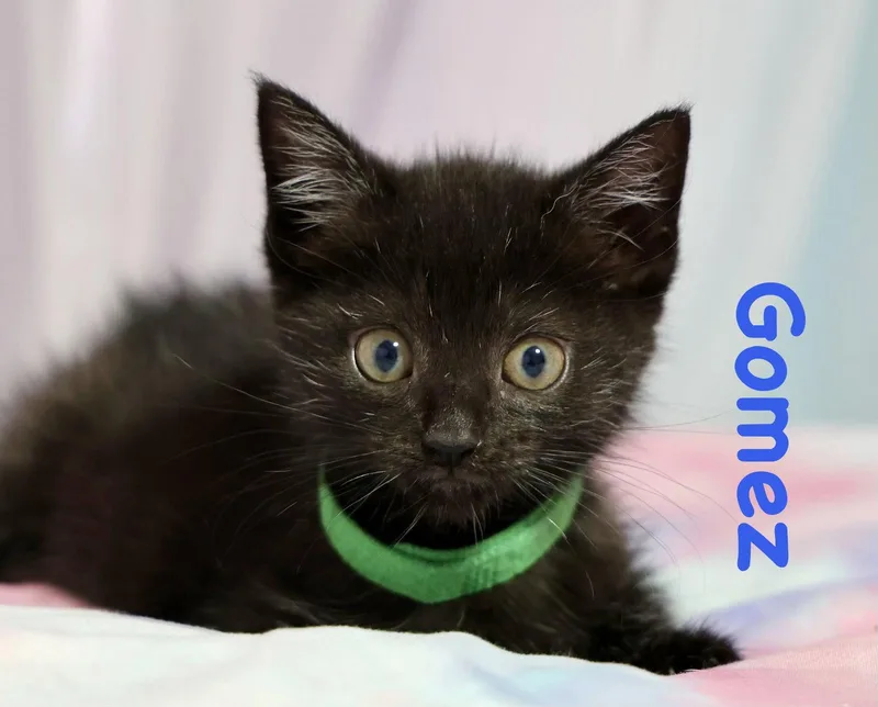 Gomez thumbnail 3