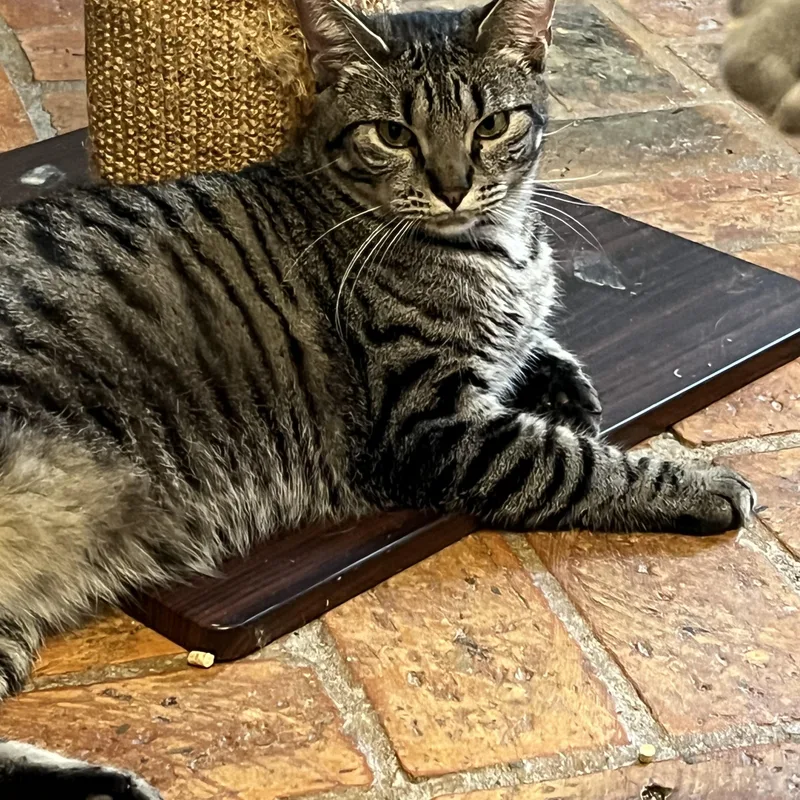 Cuddlebug thumbnail 2