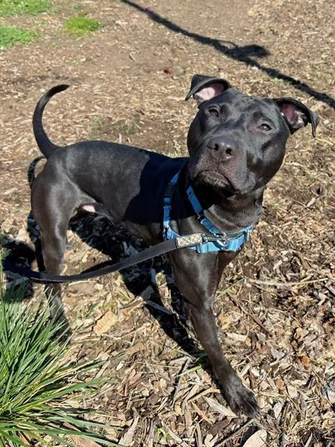 An adult medium-sized male Labrador Retriever dog named Barkley for adoption in Leesburg, VA