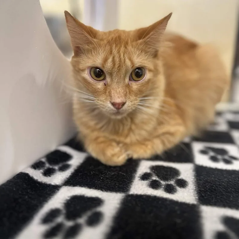 A young medium-sized female Orange / Red Domestic Long Hair cat named Clementine for adoption in Beaumont, TX