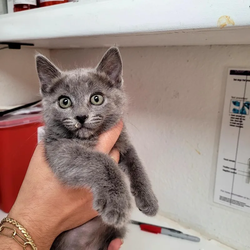 A baby small-sized female Domestic Short Hair cat named Bastet for adoption in Allyn, WA