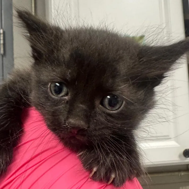 A baby small-sized male Black Domestic Short Hair cat named Kamdun for adoption in Greenville, SC