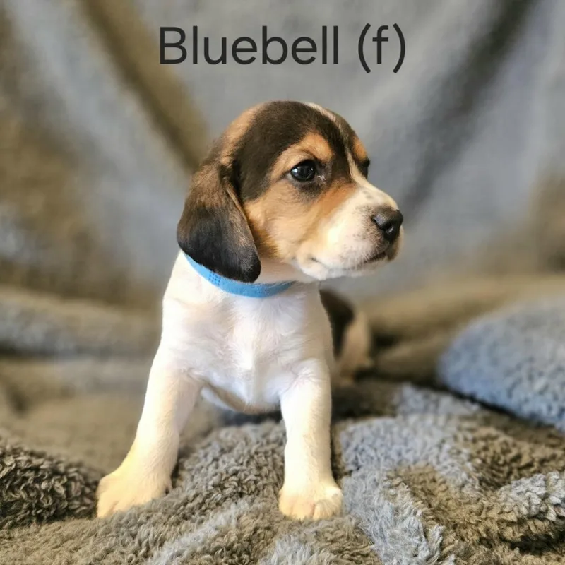 Dahlia Pup  Bluebell