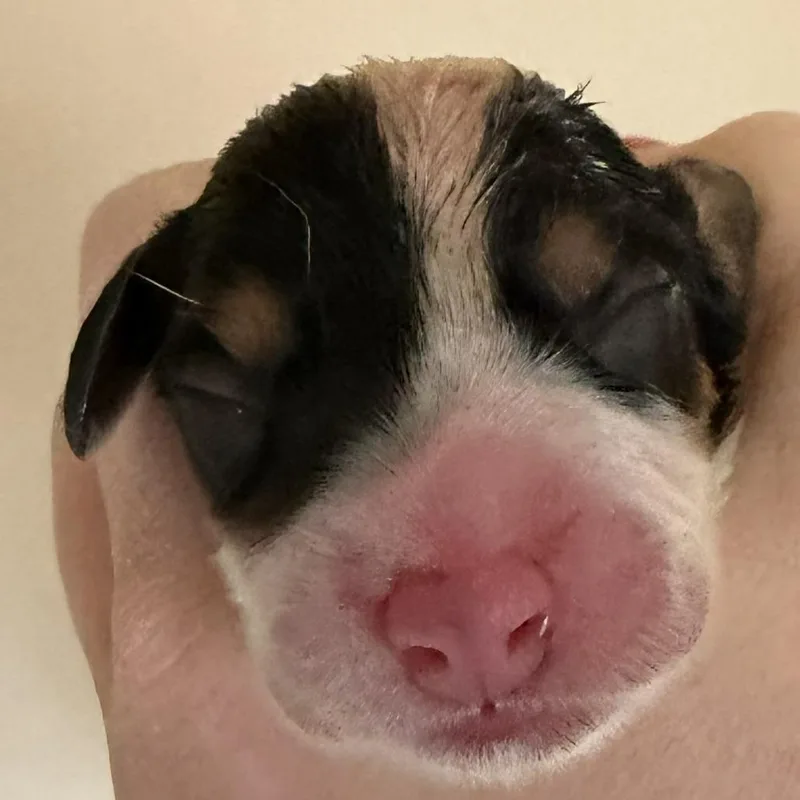 Dahlia Pup  Bluebell thumbnail 2