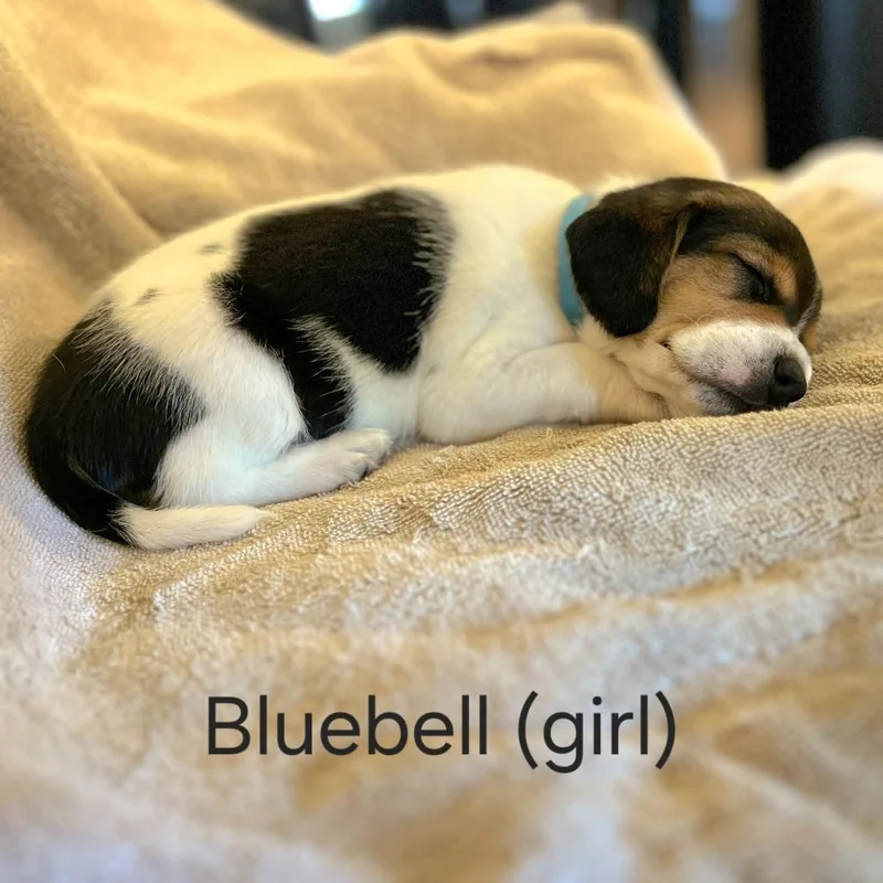 Dahlia Pup  Bluebell thumbnail 3