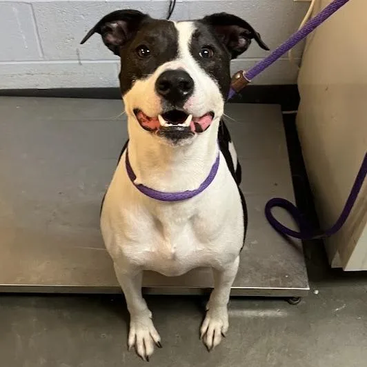 An adult large-sized male Black Mixed Breed dog named Zeus for adoption in DeKalb, IL