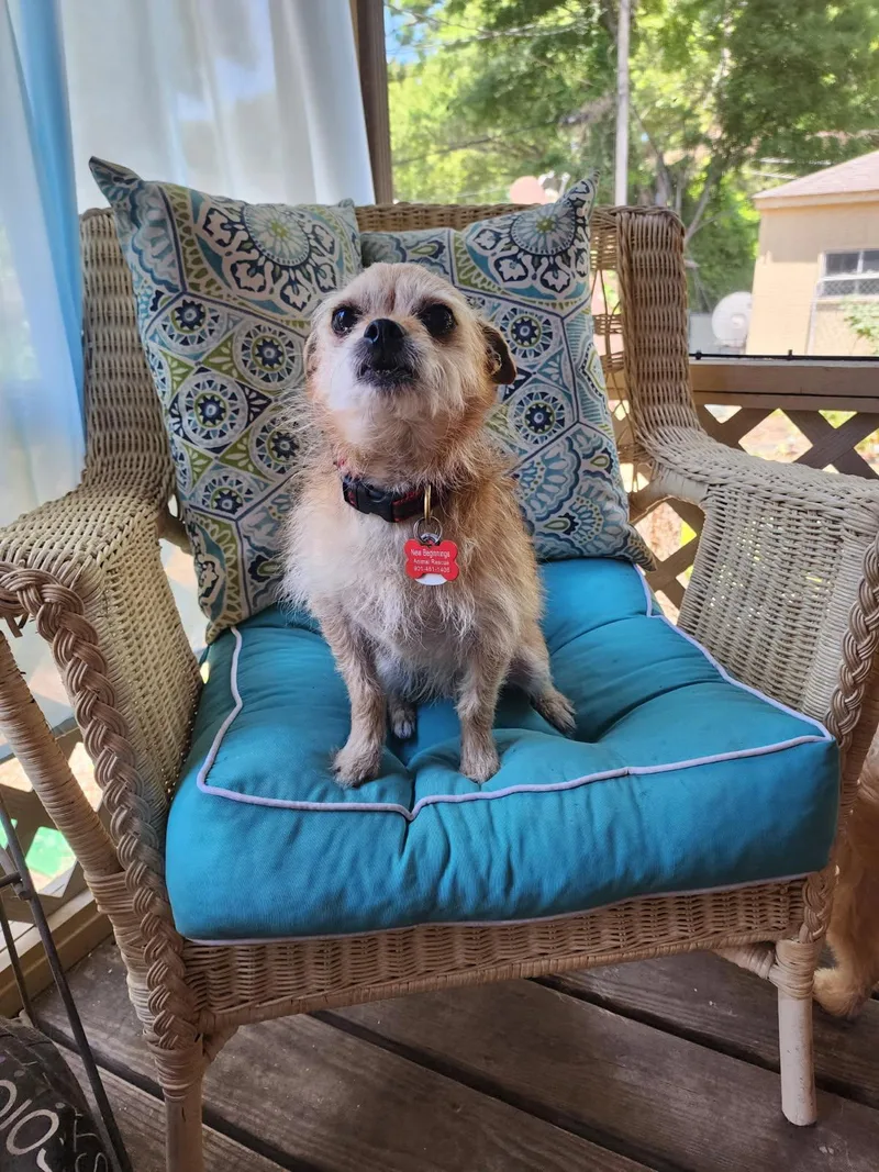 A young small-sized male Chihuahua dog named Peanut for adoption in Southaven, MS