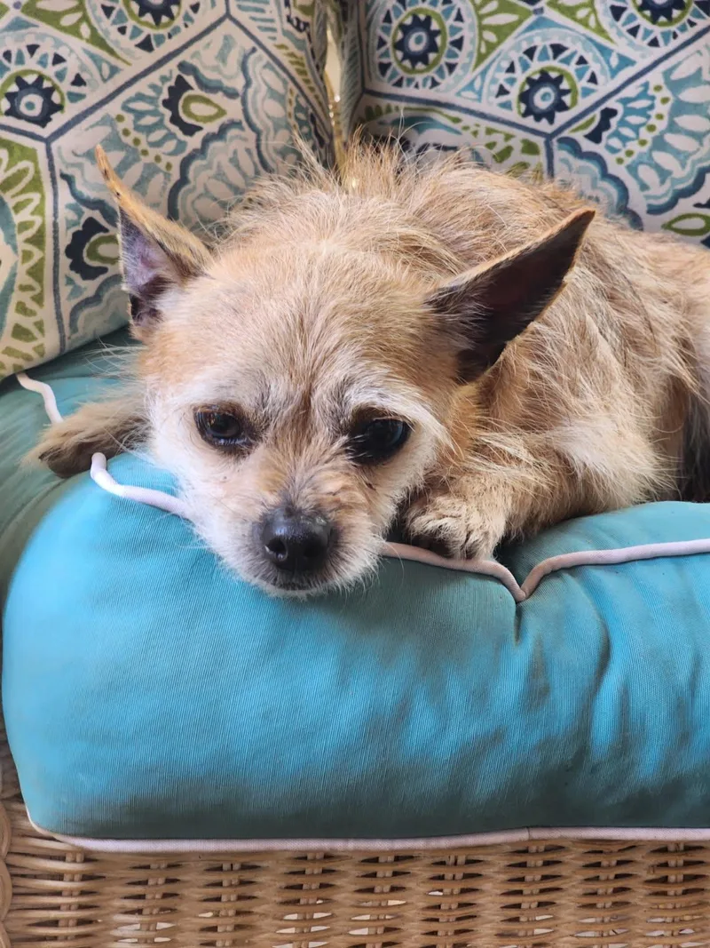 Peanut thumbnail 2