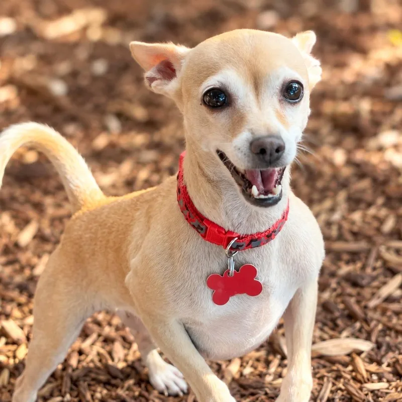 An adult small-sized female Chihuahua dog named Lenora for adoption in Boerne, TX