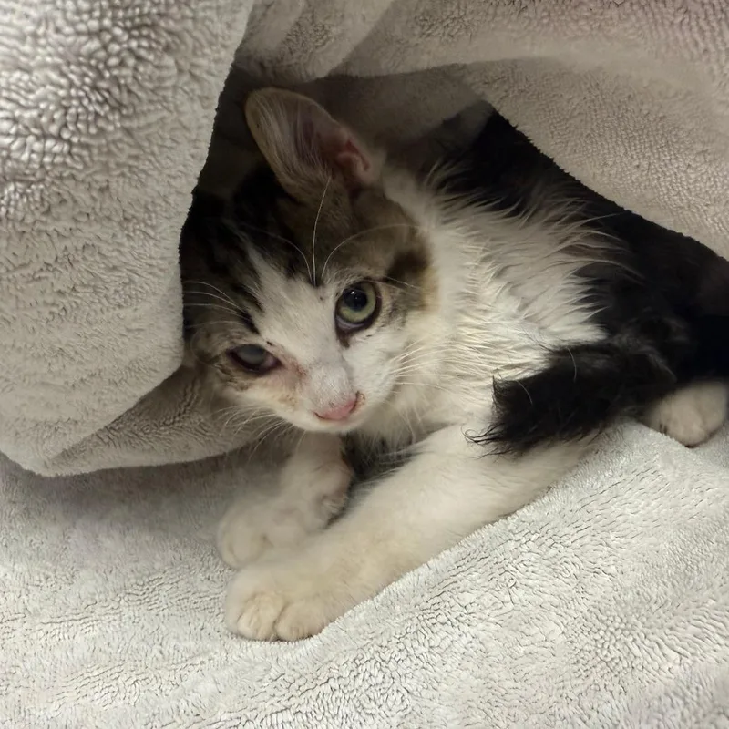 A baby small-sized male Domestic Medium Hair cat named Stray Hold Feraldo for adoption in Albuquerque, NM