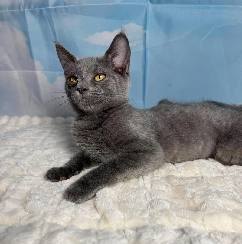 A baby medium-sized female Gray / Blue / Silver Domestic Short Hair cat named Swedish Fish for adoption in Greensburg, PA