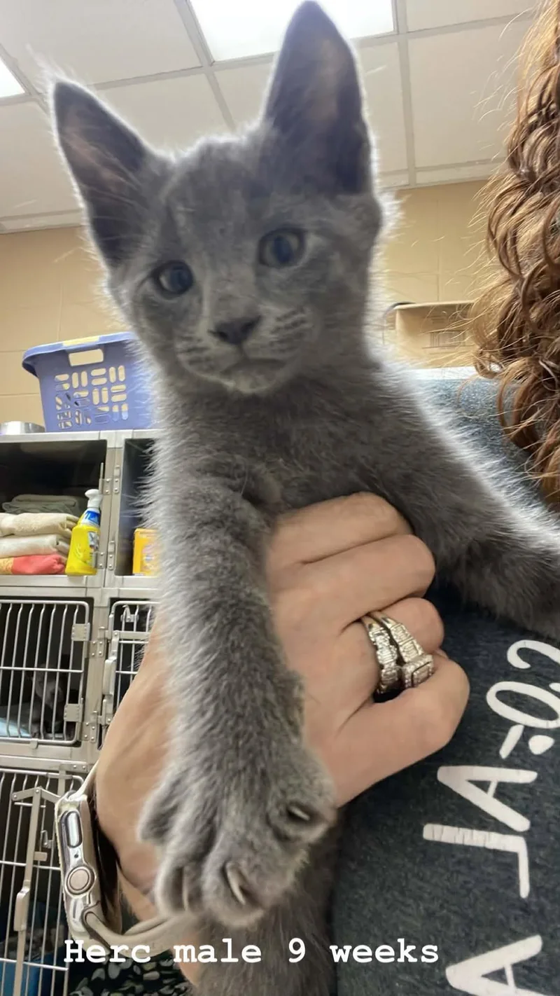 A baby medium-sized male Gray / Blue / Silver Domestic Medium Hair cat named Herc for adoption in Fort Payne, AL