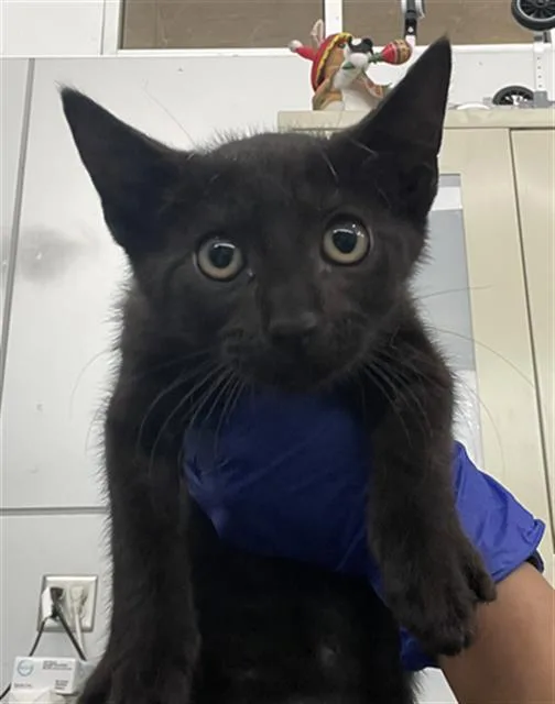 A baby medium-sized male Domestic Short Hair cat named Flash for adoption in Dallas, TX